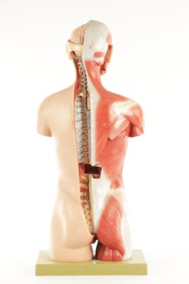 Lot 759 - A SOMSO PLASTER ANATOMICAL FIGURE OF A MAN