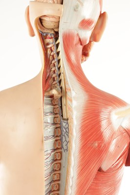 Lot 759 - A SOMSO PLASTER ANATOMICAL FIGURE OF A MAN