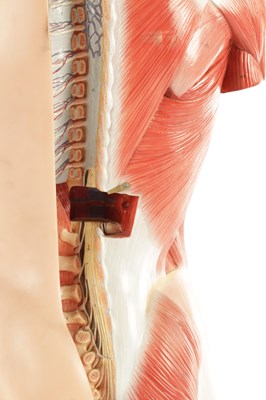 Lot 759 - A SOMSO PLASTER ANATOMICAL FIGURE OF A MAN