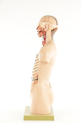 Lot 759 - A SOMSO PLASTER ANATOMICAL FIGURE OF A MAN