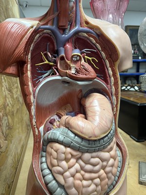 Lot 759 - A SOMSO PLASTER ANATOMICAL FIGURE OF A MAN