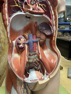 Lot 759 - A SOMSO PLASTER ANATOMICAL FIGURE OF A MAN