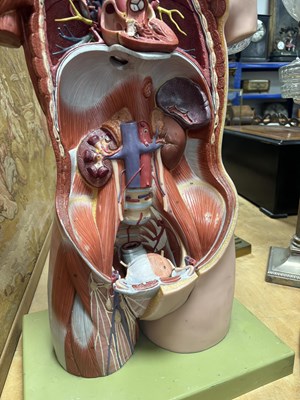 Lot 759 - A SOMSO PLASTER ANATOMICAL FIGURE OF A MAN