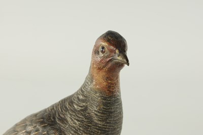 Lot 674 - FRANZ BERGMAN. A LATE 19TH CENTURY LIFE-SIZE COLD PAINTED BRONZE SCULPTURE OF A PARTRIDGE