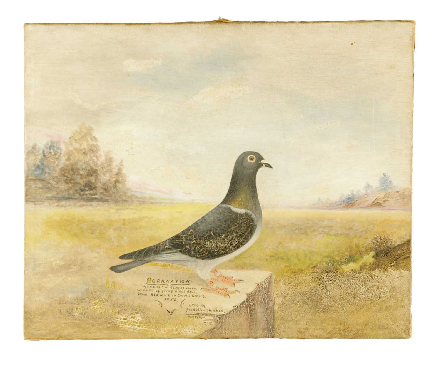Lot 894 - A MID 20TH CENTURY NAIVE OIL ON CANVAS PORTRAIT OF A RACING PIGEON