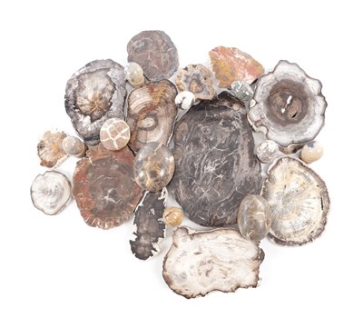 Lot 667 - A COLLECTION OF THIRTEEN PIECES OF PETRIFIED WOOD AND A COLLECTION OF MARBLE EGGS