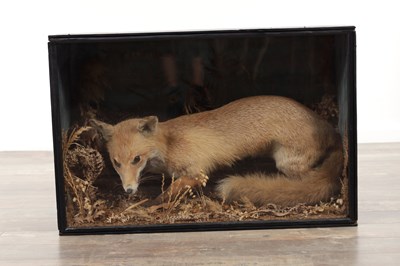 Lot 311 - A 19TH CENTURY CASED TAXIDERMY OF A FOX