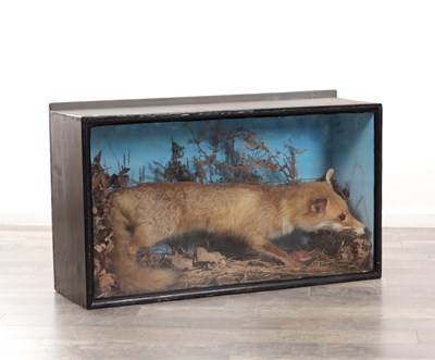 Lot 286 - A LARGE 19TH CENTURY CASED TAXIDERMY OF A FOX