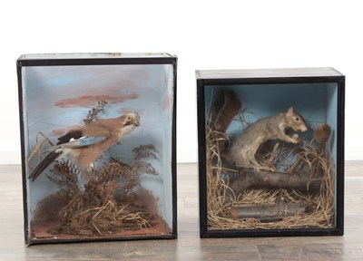 Lot 327 - TWO CASED TAXIDERMY