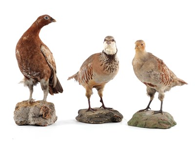 Lot 306 - THREE TAXIDERMY GAME BIRDS