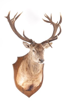 Lot 549 - AN IMPRESSIVE TAXIDERMY IMPERIAL 22 POINT STAGS HEAD