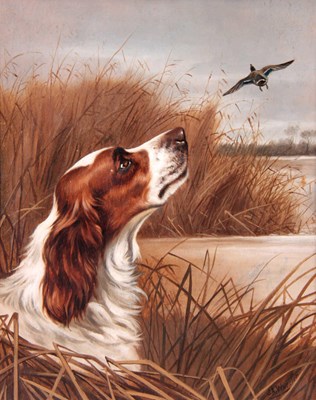 Lot 674 - OIL ON CANVAS Spaniel in grassy marshland...